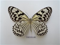 藏品(大白斑蝶(綠島亞種))的圖片